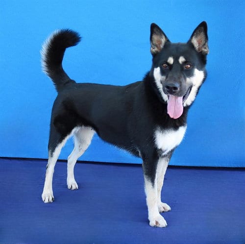 Photo of Pandora, adoptable Siberian Husky in Baldwin Park, California