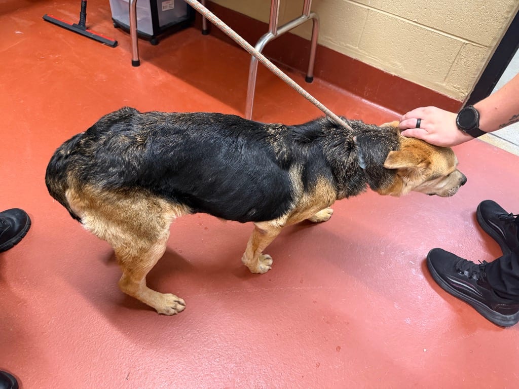 Photo of Tsunade, adoptable Mixed Breed in Douglasville, Georgia