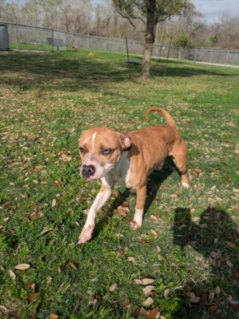 Photo of Simba, adoptable Boxer in Texas City, Texas