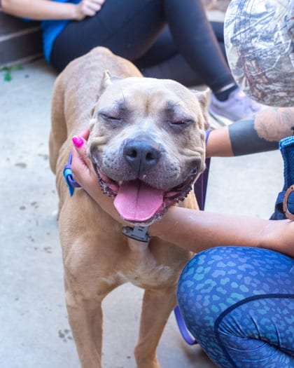 Photo of Rilophy, adoptable dog in Chamblee, Georgia