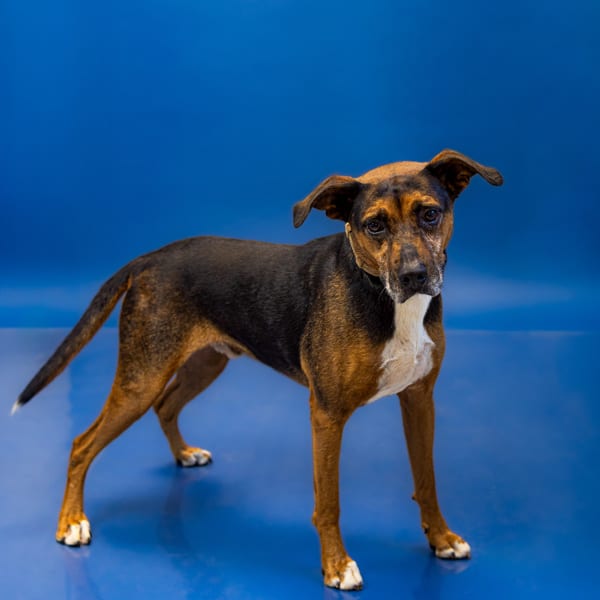 Photo of Buck Hw+, adoptable Labrador cross in Lawrenceville, Georgia