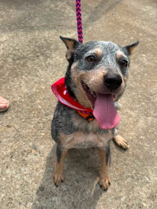 Photo of Neeta- chipmunk mom, adoptable Australian Cattle Dog/Blue Heeler in Holly Springs, North Carolina
