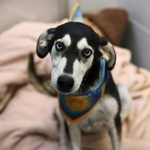 Photo of Ghost, adoptable Siberian Husky in San Antonio, Texas