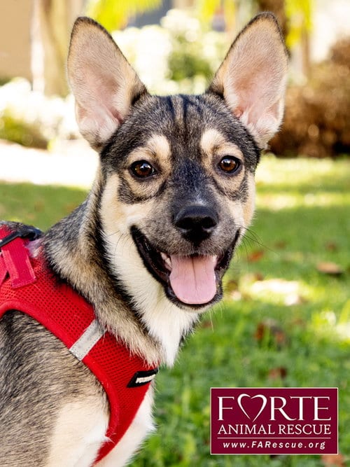 Photo of Ramona, adoptable Husky in Marina del Rey, California