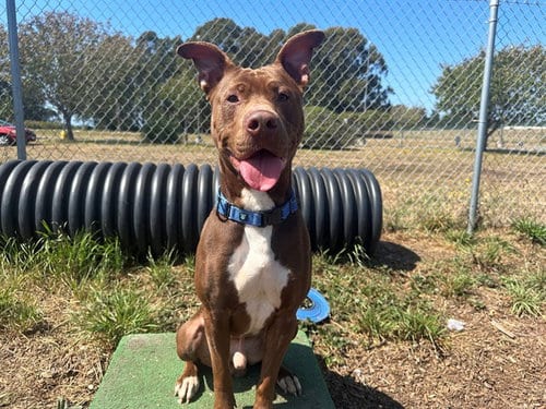 Photo of Brooks, adoptable Pit Bull Terrier in McKinleyville, California