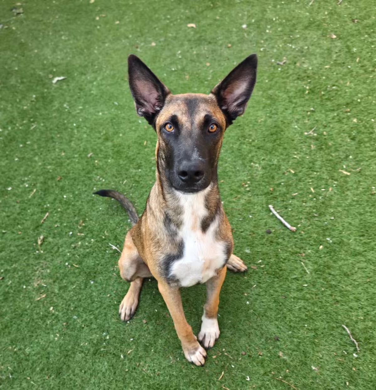 Photo of Orville JuM, adoptable Belgian Malinois German Shepherd Dog in Rosemont, Illinois