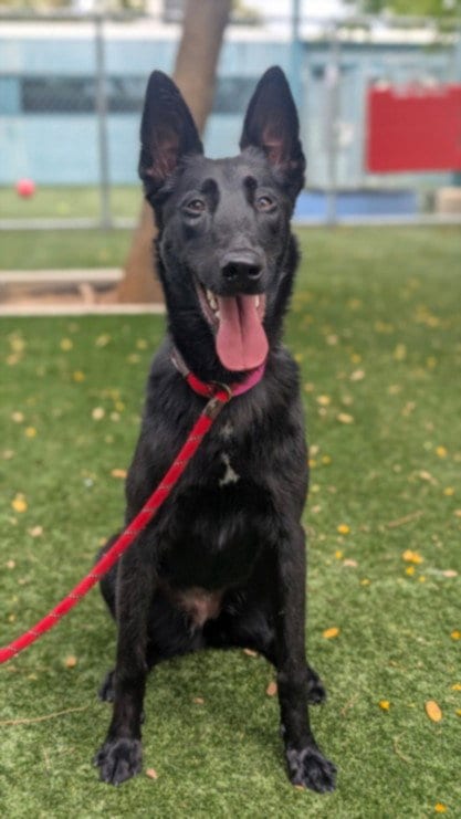 Photo of Nuna, adoptable Belgian Shepherd Malinois in Chatsworth, California