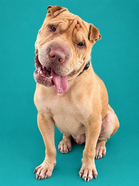 Photo of Edvard, adoptable Chinese Shar-Pei in Pearland, Texas
