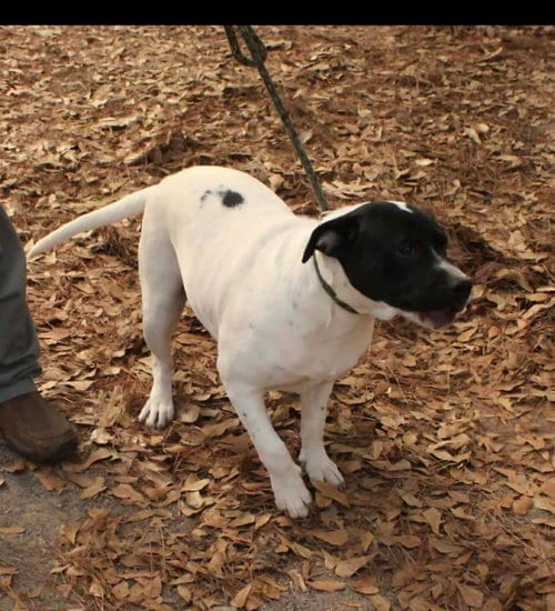 Photo of Poppie, adoptable American Bulldog in FRAMINGHAM, Massachusetts