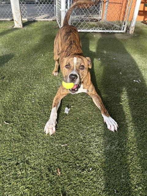Photo of Randy, adoptable Terrier in Miami, Florida