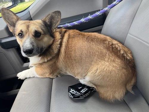 Photo of Count Barkula, adoptable Pembroke Welsh Corgi in Garland, Texas