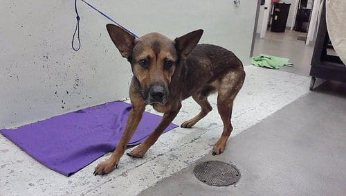 Photo of Arthur, adoptable German Shepherd Dog in Houston, Texas