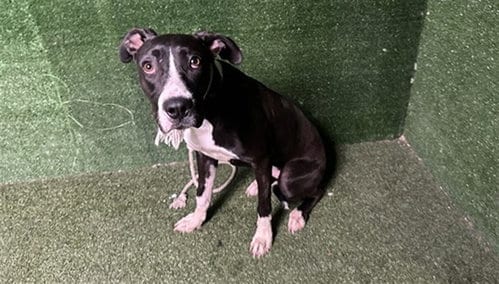Photo of Lady, adoptable Pit Bull Terrier in Lancaster, California