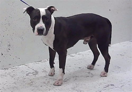 Photo of Tyler, adoptable Staffordshire Bull Terrier in Houston, Texas
