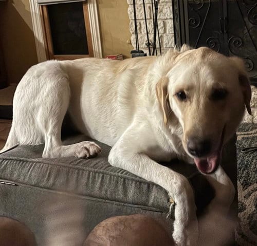 Photo of January, adoptable Labrador Retriever in Denton, Texas
