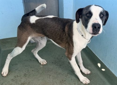Photo of Curly, adoptable Pit Bull Terrier in Baldwin Park, California
