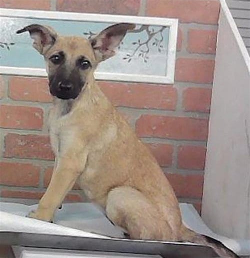 Photo of Frenchie, adoptable German Shepherd Dog in Houston, Texas