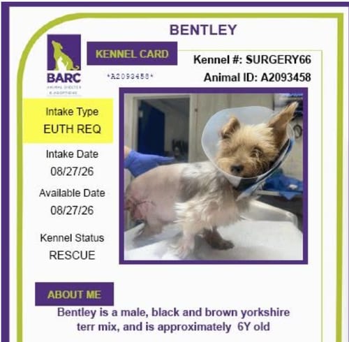 Photo of Bentley, adoptable Yorkshire Terrier Yorkie in Spring, Texas