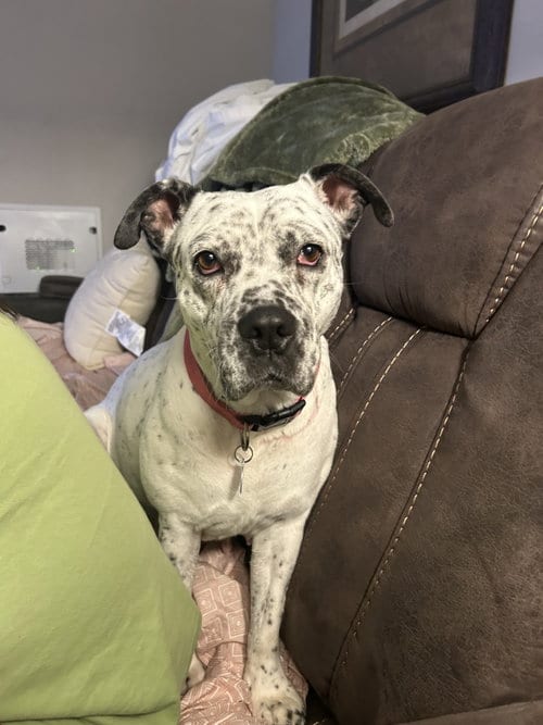 Photo of Pointer Poppy, adoptable Pointer in Cary, North Carolina