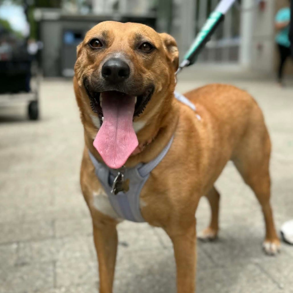 Photo of Mira, adoptable Mixed Breed (Medium) in Raleigh area, North Carolina