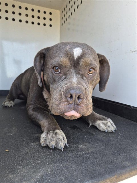 Photo of Baby, adoptable Pit Bull Terrier in Bakersfield, California