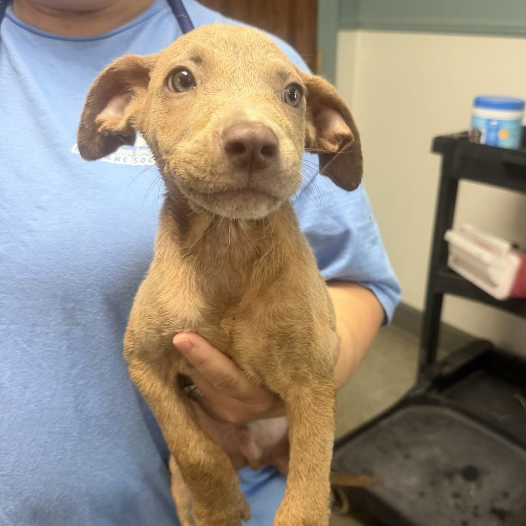 Photo of Finch, adoptable Retriever, Labrador / Mixed Breed (Medium) in Staunton, Virginia