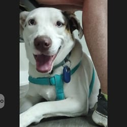 Photo of Heath, adoptable Catahoula Leopard Dog Whippet in Chattanooga, Tennessee