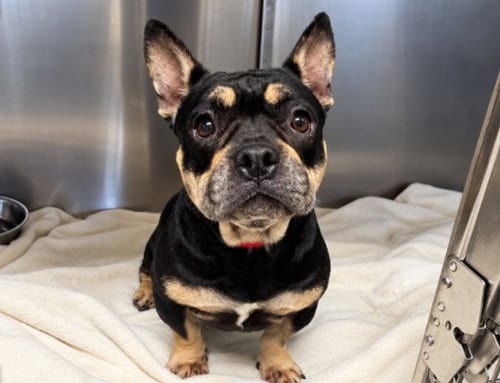 Photo of Louise, adoptable French Bulldog in San Pedro, California
