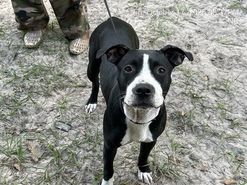 Photo of Sugar Momma (Suggs), adoptable American Pit Bull Terrier in Ocala, Florida