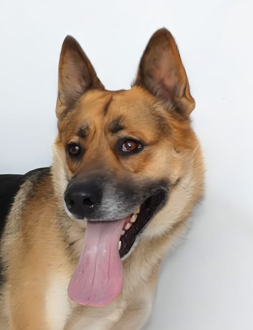 Photo of Rocky, adoptable German Shepherd Dog in Pasadena, California
