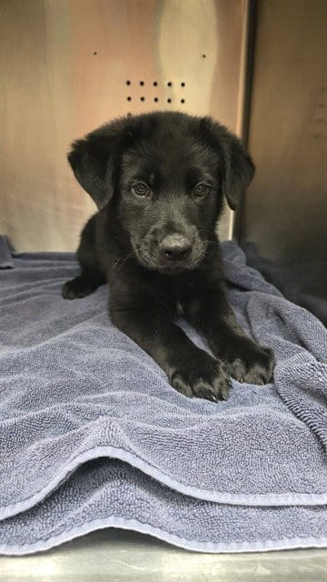 Photo of Calvin, adoptable Labrador Retriever in Rancho Cucamonga, California
