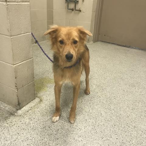 Photo of Bean, adoptable Labrador Retriever in Conroe, Texas