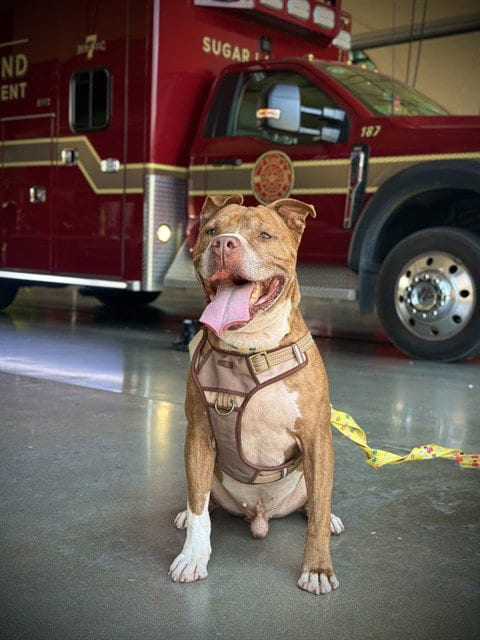Photo of Neymar, adoptable Staffordshire Bull Terrier in Sugar Land, Texas