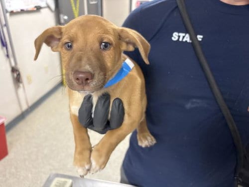 Photo of Reeses, adoptable German Shepherd Dog in Visalia, California