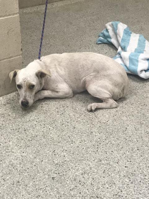 Photo of A433283, adoptable Australian Kelpie in Conroe, Texas