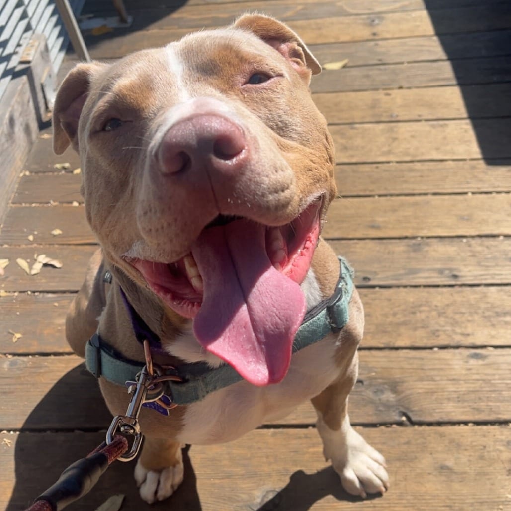 Photo of Beanie, adoptable Mixed Breed (Large) in San Francisco, California