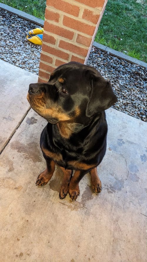 Photo of Hoss, adoptable Rottweiler in Woodland, California