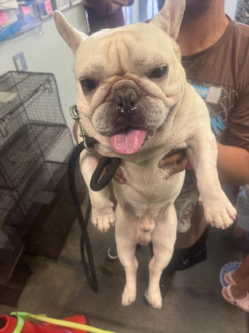 Photo of Snory, adoptable French Bulldog in Los Angeles, California