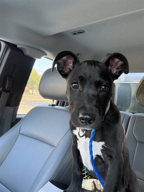 Photo of A080920, adoptable Pit Bull Terrier in Temple, Texas