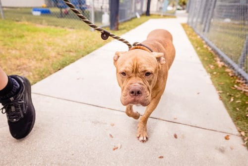 Photo of Fiddle, adoptable Pit Bull Terrier in Orlando, Florida