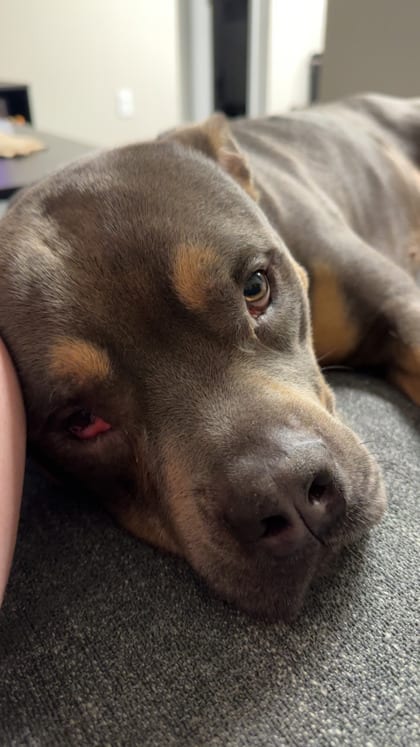 Photo of Pegasus, adoptable dog in Chamblee, Georgia