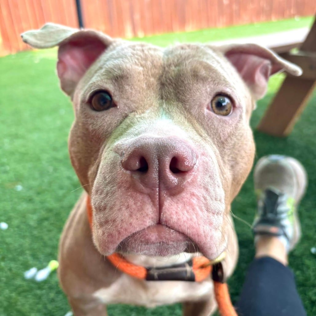 Photo of Cori, adoptable Mixed Breed (Medium) in St. Louis, Missouri
