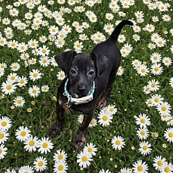 Photo of Kaeleigh, adoptable Chiweenie in Union Grove, Wisconsin