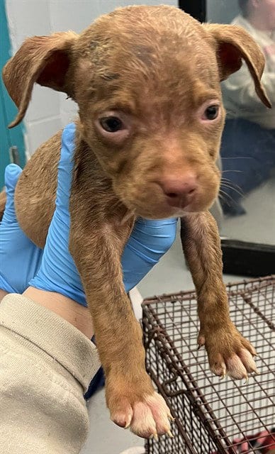 Photo of Mega, adoptable Pit Bull Terrier in Waco, Texas