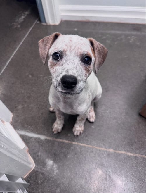 Photo of LJ, adoptable Hound in Greenville, South Carolina