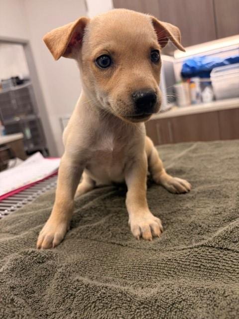 Photo of Poker, adoptable Chihuahua in Baytown, Texas