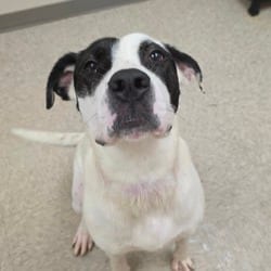Photo of Shawnee, adoptable Hound (Unknown Type) Mixed Breed (Medium) in Chatham, Virginia