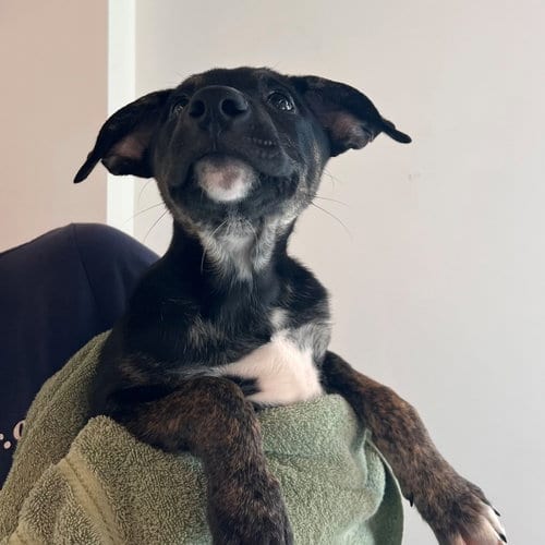 Photo of Harvest, adoptable Unknown breed in Rancho Santa Fe, California