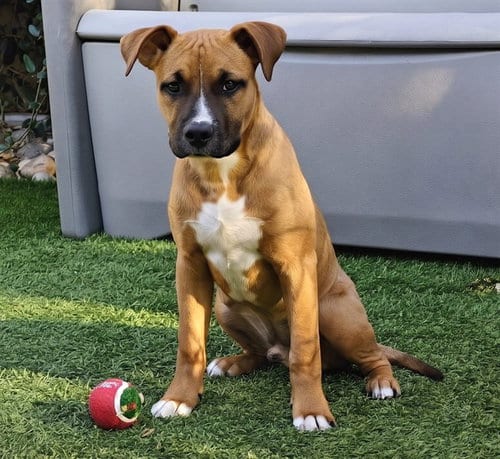 Photo of Archie, adoptable Pit Bull Terrier in San Jose, California