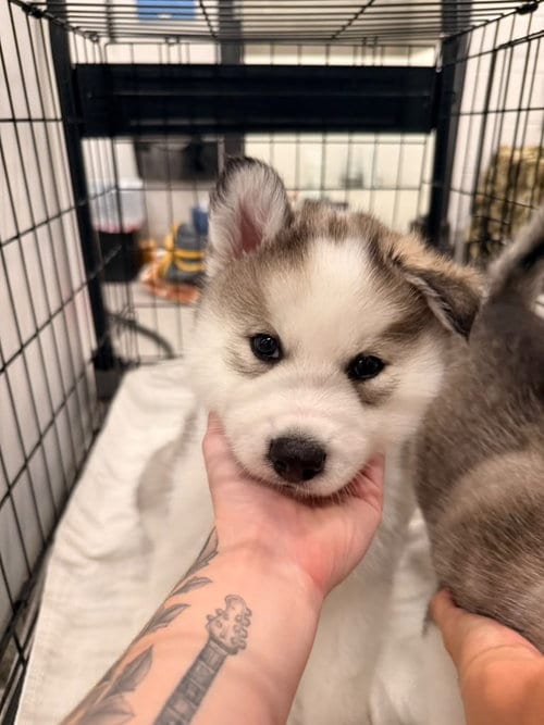 Photo of Applejack, adoptable Husky in Phoenix, Arizona
